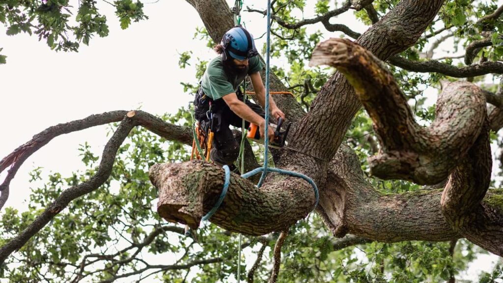 Tree Trimming