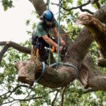 Tree Lopping Service Sydney