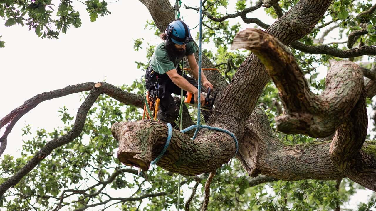 Tree Lopping Service Sydney