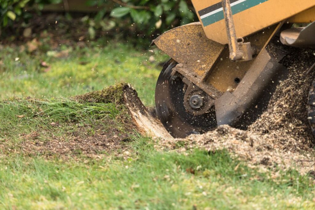 Oregon City Tree and Stump Removal Service