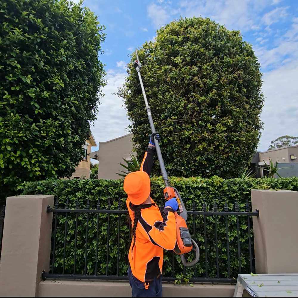 Professional Tree Care 