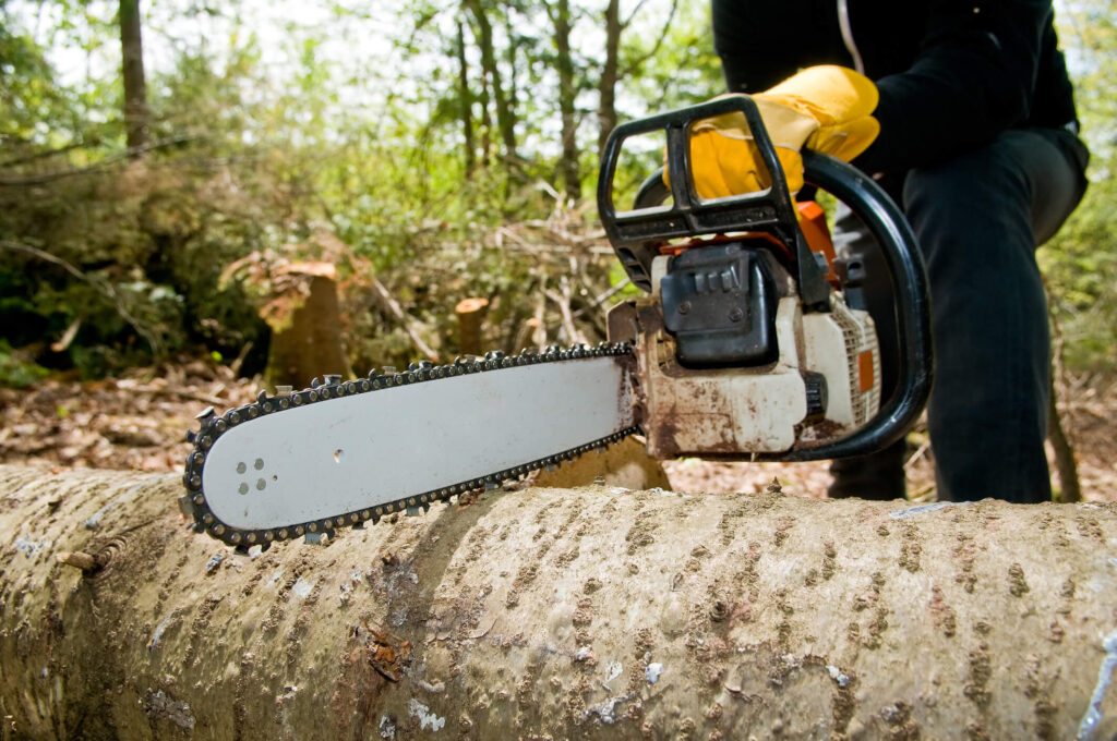 Tree Lopping Service Sydney