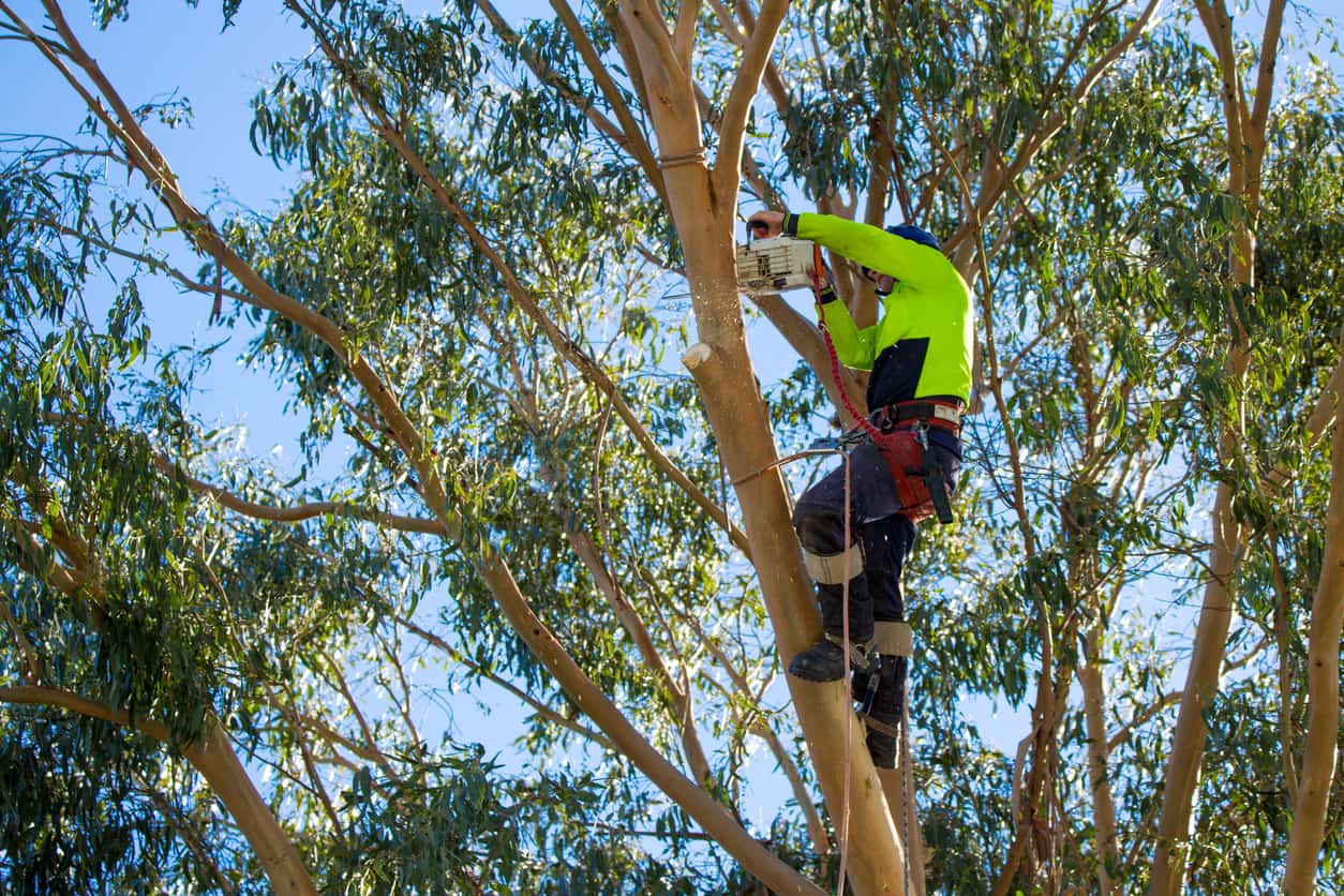 Tree Trimming