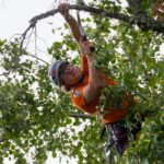 tree pruning cost