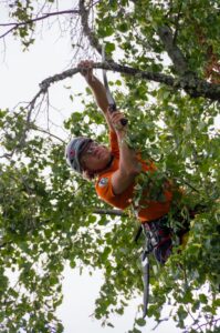 How Much Does Tree Pruning Cost in Sydney? A Breakdown by Size and Access