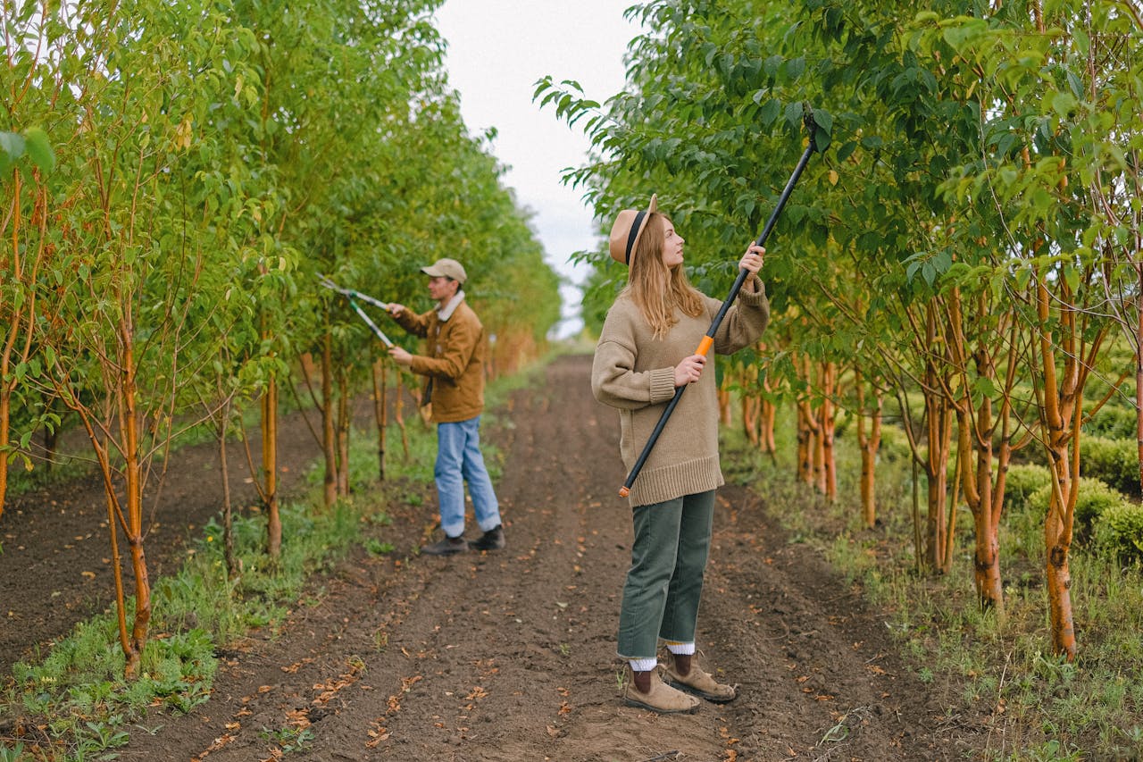 Two farmers pruning trees in a green orchard, using pole pruners. Rural agricultural scene.
