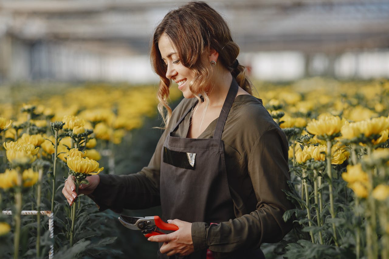 A female gardener tends to yellow Chrysanthemums in a greenhouse setting, showcasing horticulture practice.