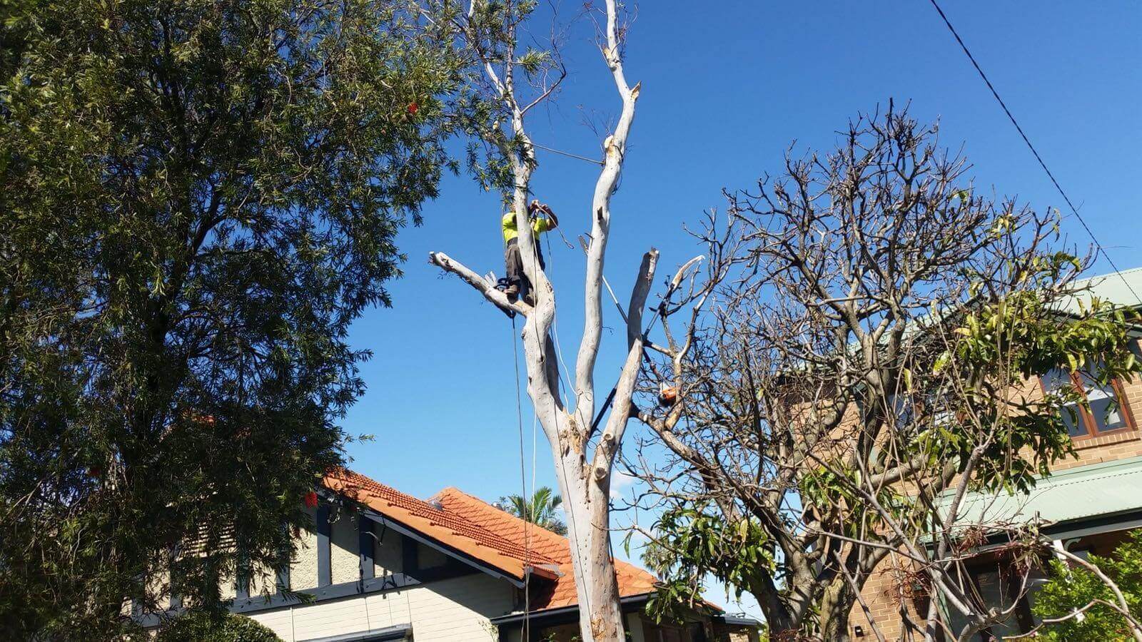 Professional Tree Care